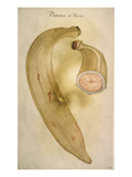 Horn Plantain, 1585 Giclee Print by John White