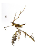 Audubon: Vireo, 1827-38 Giclée-Druck von John James Audubon