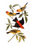 Audubon: Tanager, 1827 Giclee Print by John James Audubon