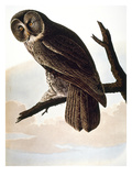 Audubon: Owl Giclee Print by John James Audubon