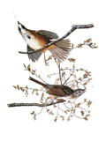 Audubon: Sparrow, 1827-38 Giclee Print by John James Audubon