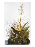 Audubon: Thrush Giclee Print by John James Audubon