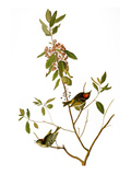 Audubon: Kinglet, 1827 Giclee Print by John James Audubon