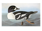 Audubon: Duck Giclee-trykk av John James Audubon