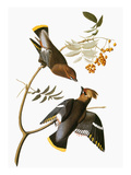 Audubon: Waxwing Giclee Print by John James Audubon