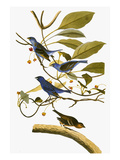 Audubon: Bunting, 1827-38 reproduction procédé giclée par John James Audubon