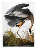 John James Audubon - Audubon: Heron Digitálně vytištěná reprodukce John James Audubon - Audubon: Heron Digitálně vytištěná reprodukce