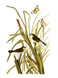 Audubon: Sparrow, 1827 Wydruk giclee autor John James Audubon Audubon: Sparrow, 1827 Wydruk giclee autor John James Audubon