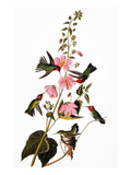 Audubon: Hummingbird Giclee-trykk av John James Audubon