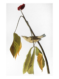 Audubon: Thrush, 1827 Giclée-Druck von John James Audubon