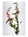 Audubon: Warbler Giclée-Druck von John James Audubon