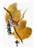 Audubon: Sparrow Giclee Print by John James Audubon