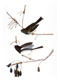 Audubon: Junco, 1827 Giclee Print by John James Audubon