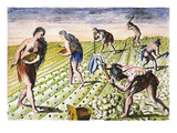 Florida Native Americans:Tilling 1591 Lámina giclée por Theodor de Bry