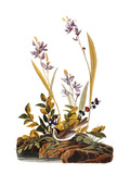 Audubon: Sparrow, 1827-38 Giclee Print by John James Audubon