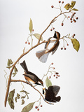 Audubon: Chickadee Giclee Print by John James Audubon