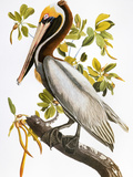 Audubon: Pelican Giclee Print by John James Audubon
