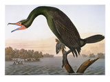 Audubon: Cormorant Giclee-trykk av John James Audubon