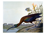 Glossy Ibis Giclee Print by John James Audubon