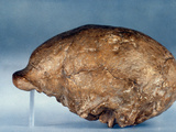 Skull Of Peking Man Photographic Print