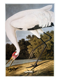 Audubon: Whooping Crane Giclee Print by John James Audubon