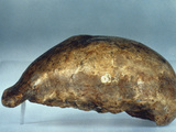 Skull Of Java Man Photographic Print