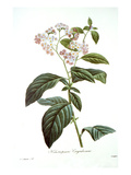 Heliotrope Giclee Print by Pierre Joseph Redoute