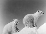 Polar Bear Cubs Photographic Print