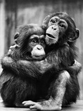 Young Chimpanzees Photographic Print