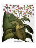 Botany: Tobacco Plant reproduction procédé giclée par Basilius Besler