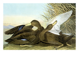 American Black, Or Dusky, Giclee Print by John James Audubon