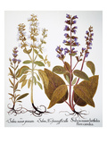 Sage, 1613 reproduction procédé giclée par Basilius Besler