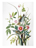 Seaside Sparrow, 1858 Giclee Print by John James Audubon