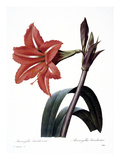 Amaryllis Giclee Print