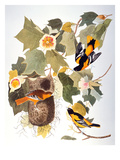 Audubon: Oriole Giclee Print by John James Audubon