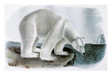 Polar Bear (Ursus Maritimus) reproduction procédé giclée par John James Audubon