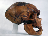 Neanderthal Skull Photographic Print by Max Ernst