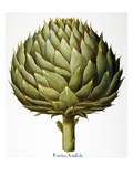 Artichoke, 1613 Giclee Print by Basilius Besler