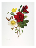 Redoute: Hellebore, 1833 Giclee Print by Pierre-Joseph Redoute