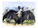 Vampire Bat reproduction procédé giclée