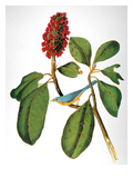 Audubon: Warbler Giclee Print by John James Audubon