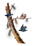 Audubon: Nuthatch Giclee Print by John James Audubon