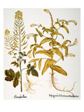 Mustard Plant, 1613 Giclee Print by Basilius Besler