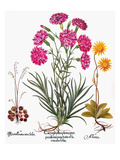 Botany: Flowers, 1613 Giclee Print