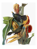 Audubon: Grackle Giclee Print by John James Audubon