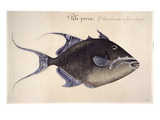 Trigger-Fish, 1585 Giclee-trykk av John White