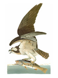 Audubon: Osprey Giclee Print by John James Audubon
