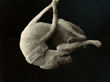 Pompeii: Plaster Cast Photographic Print