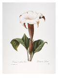 Redoute: Datura, 1833 Giclee Print by Pierre-Joseph Redoute