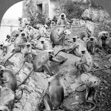 India: Monkey Temple Photographic Print